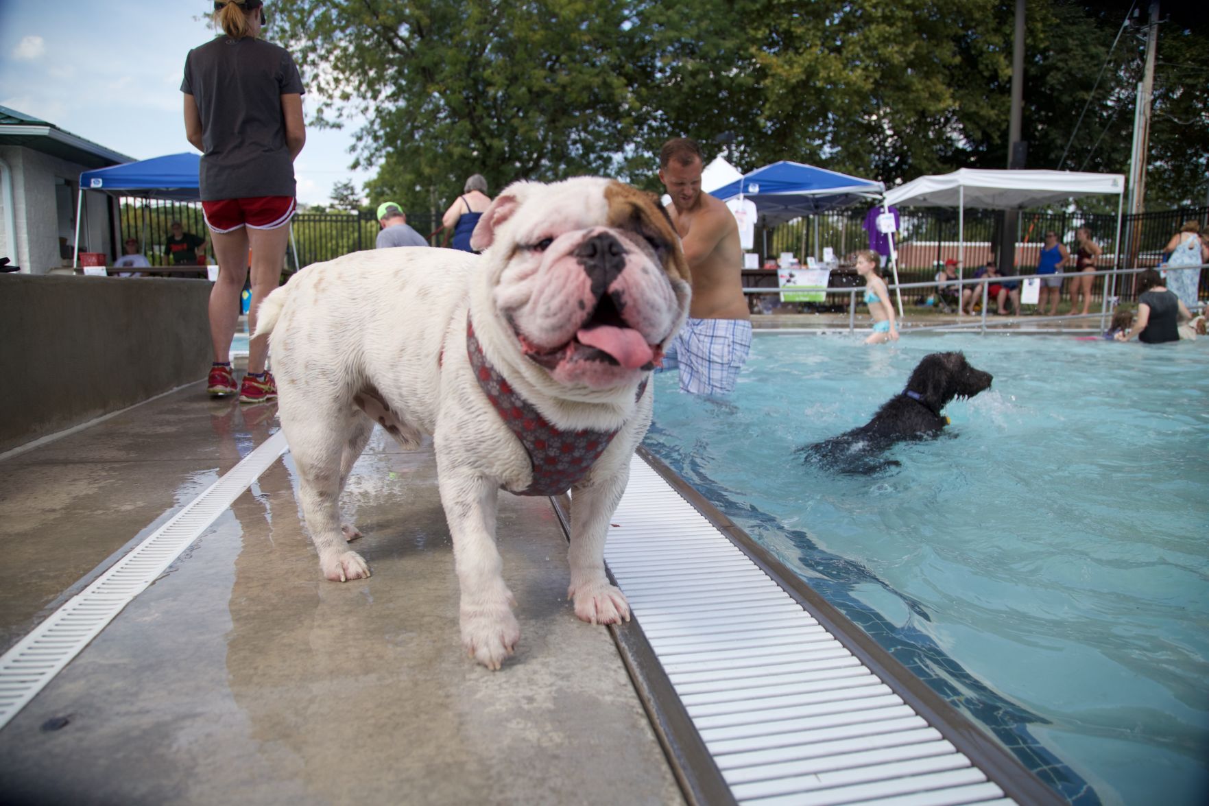 Ephrata Doggie Swim